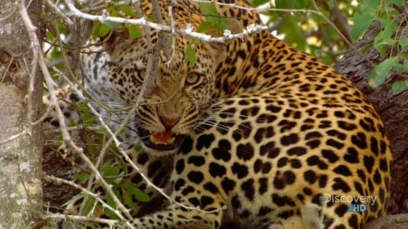 ¼Ƭ˳Ա Man Eating LeopardsĻ/Ļ