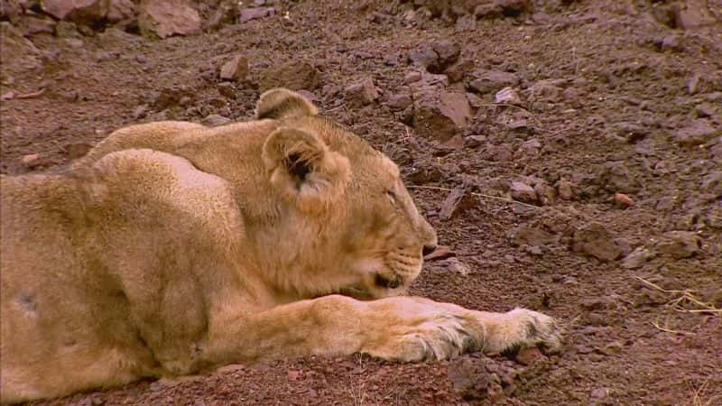 ¼Ƭӡȵʨӻʺ The Lion Queens of India1080P-Ļ/Ļ