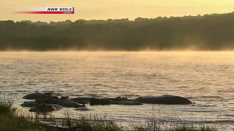 ¼ƬƵ The Kazinga Channel: Hippo Paradiseȫ1-Ļ/Ļ