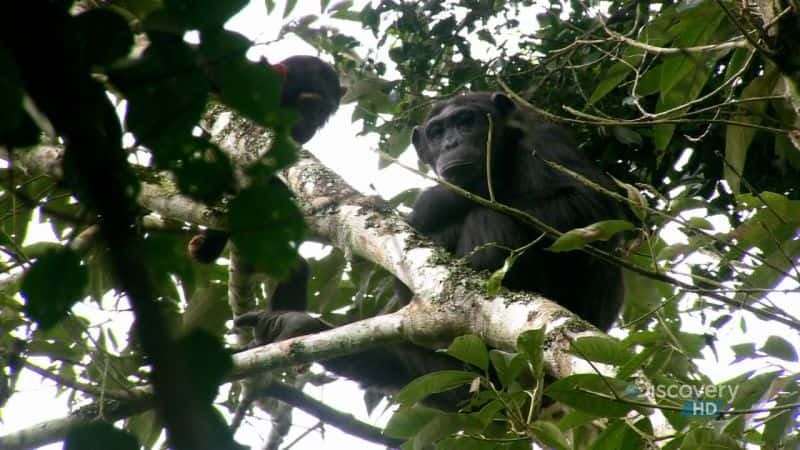 ¼ƬɽشҰ԰ Mountain Gorilla SafariĻ/Ļ