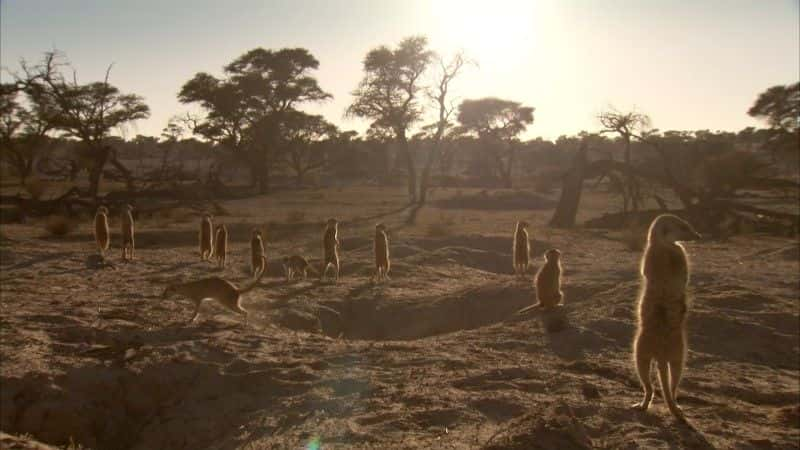 ¼Ƭèǵ (BBC 1080p) Meerkats: Secrets of an Animal Superstar (BBC 1080p)1080Pȫ1-Ļ/Ļ