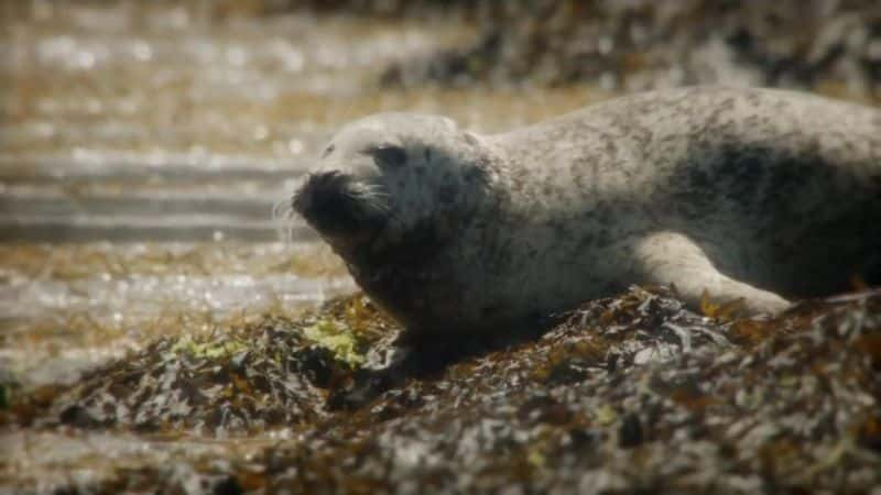 ¼Ƭǡһ߽Ұ Into the Wild with Gordon BuchananĻ/Ļ