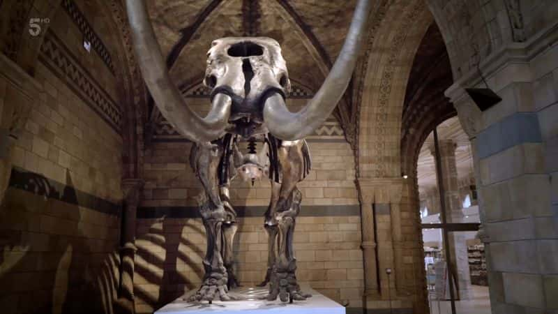 纪录片《自然历史博物馆奇迹世界：系列 1 第 2 部分 Natural History Museum World of Wonder: Series 1 Part 2》[无字][BT][1080P]资源下载