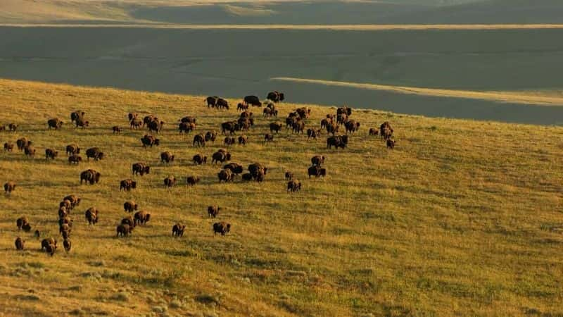 ¼ƬǨ㣺ǨеţȺ Migrations: Herds on the Move1080P-Ļ/Ļ