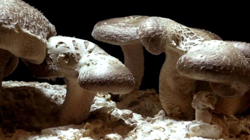 ¼ƬĢħ (BBC 1080p) The Magic of Mushrooms (BBC 1080p)1080Pȫ1-Ļ/Ļ