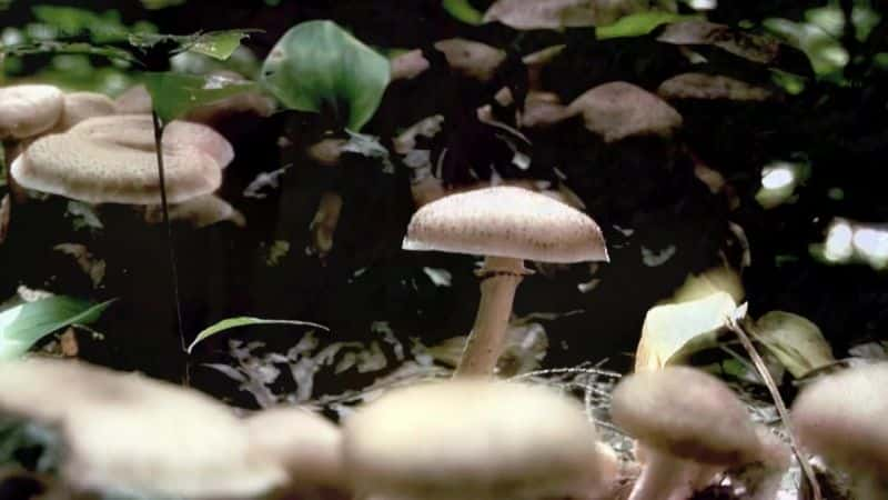 ¼ƬĢħ The Magic of Mushroomsȫ1-Ļ/Ļ