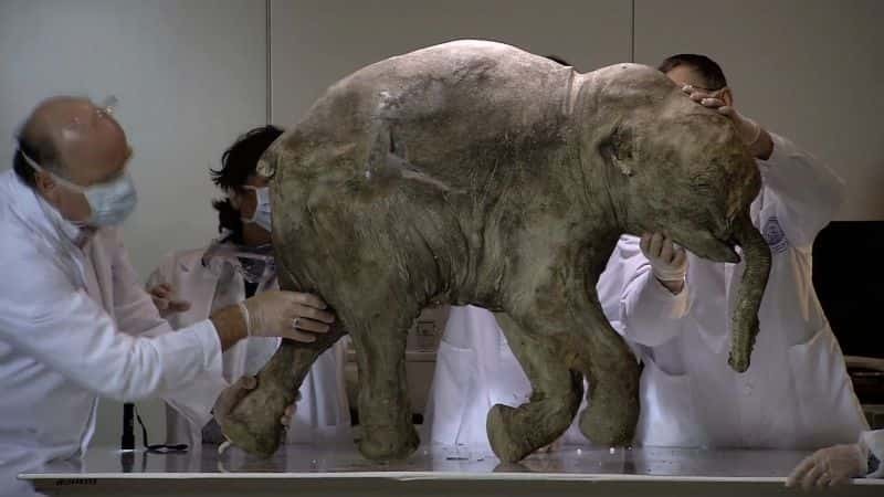 纪录片《猛犸象：冰河时代的巨人 Mammoths: Giants of the Ice Age》[无字][BT][1080P]资源下载