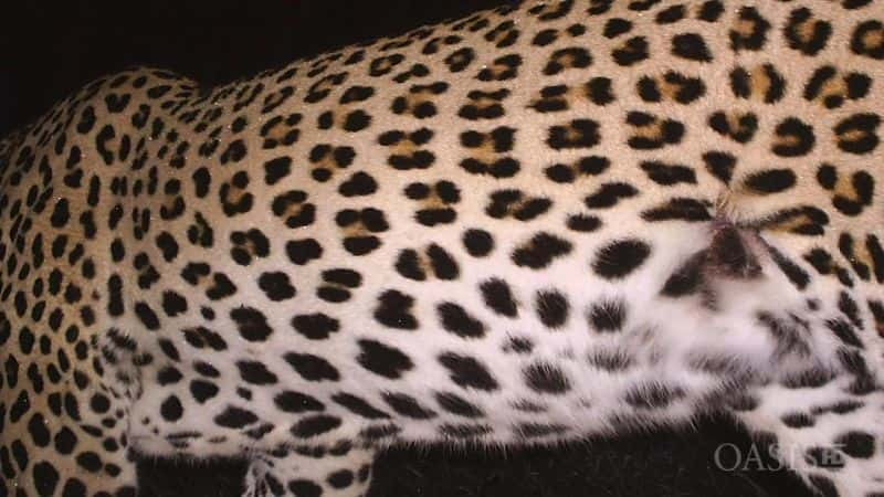 ¼ƬѰҴ棺ڱ In Search of a Legend: The Black LeopardĻ/Ļ