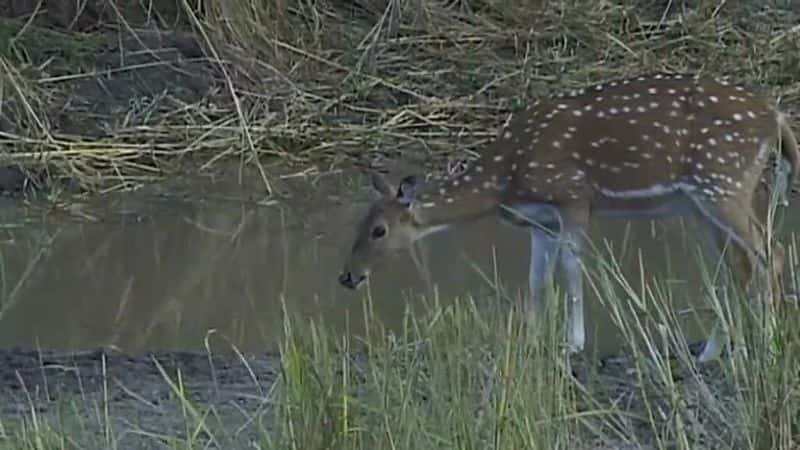 ¼Ƭҹ԰ Kanha National ParkĻ/Ļ