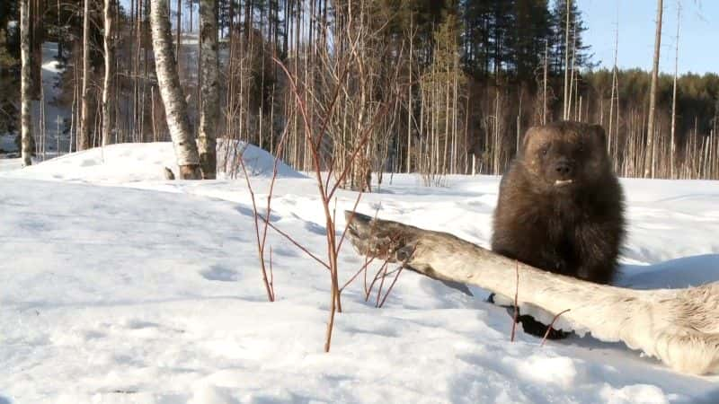 ¼ƬȻ (BBC 1080p) Nature's Perfect Partners (BBC 1080p)1080Pȫ1-Ļ/Ļ