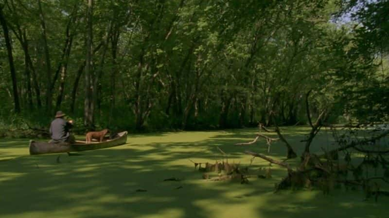 ¼ƬȺӣһֻĹ (BBC) Mississippi: Tales of the Last River Rat (BBC)1080P-Ļ/Ļ