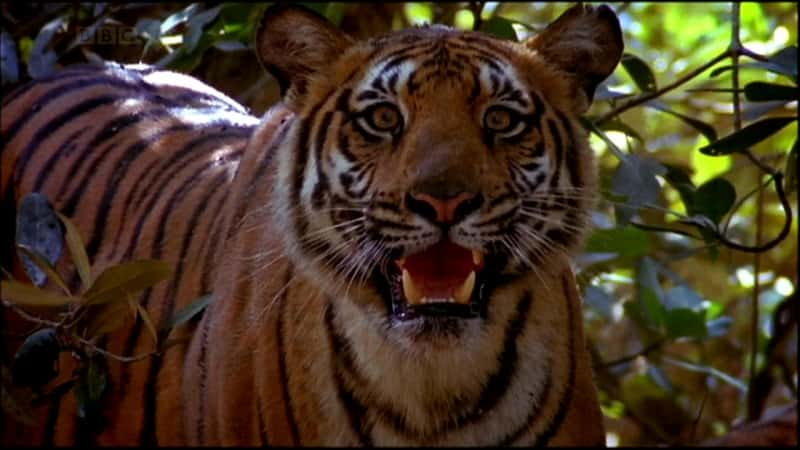 ¼Ƭ¶˹ʳ˻ Man-eating Tigers of the Sundarbansȫ1-Ļ/Ļ