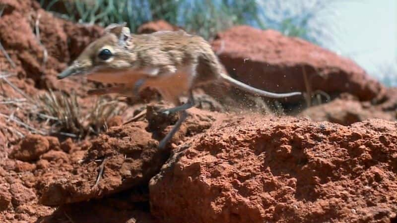 ¼ƬȻ΢漣 (BBC 1080p) Nature's Miniature Miracles (BBC 1080p)1080Pȫ1-Ļ/Ļ