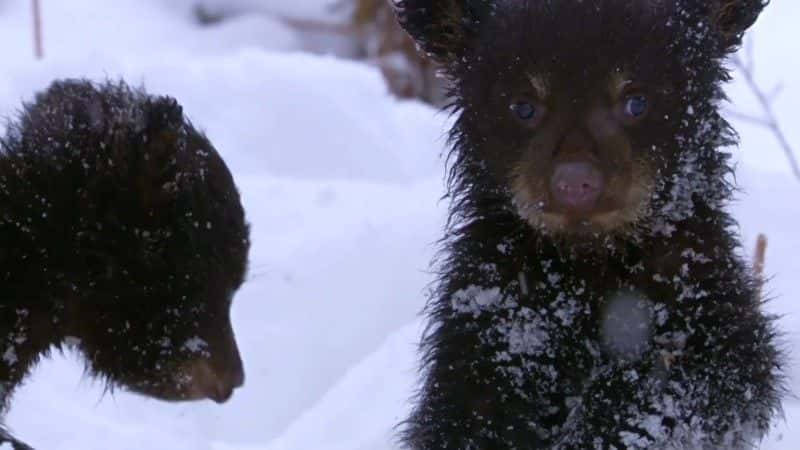 ¼Ƭѩ?? Life in the Snow1080Pȫ1-Ļ/Ļ