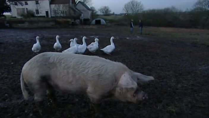 ¼Ƭ׵ũϵ 1 Jimmy's Farm Series 1720P-Ļ/Ļ