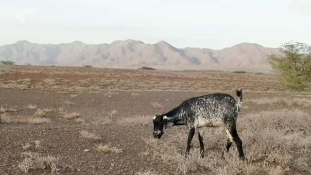 ¼Ƭǵ˺͵ Kenya's Bandits and Poachers1080Pȫ1-Ļ/Ļ