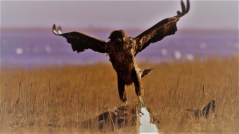 ¼Ƭ֮ӥ King of the Seas: The Sea Eagle1080P-Ļ/Ļ