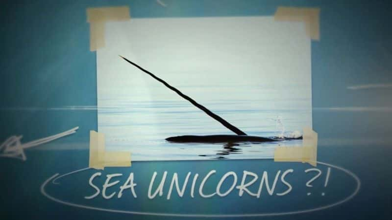 ¼Ƭ⿪Ȼֵţϵ 1  17 ֣ Natures Strangest Mysteries Solved: Series 1 Part 17 Unicorn of the SeaĻ/Ļ