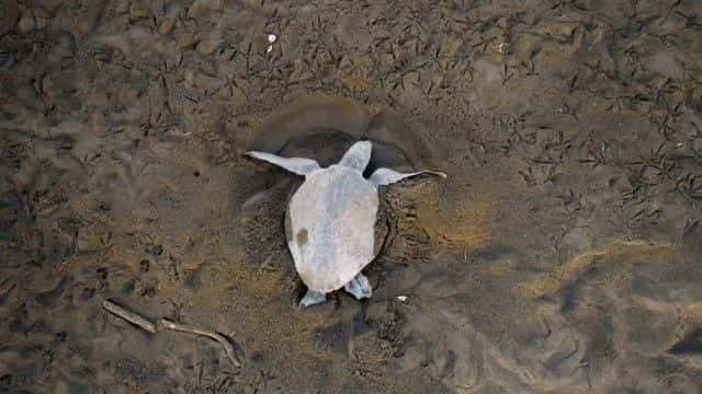 ¼ƬȻĺ걣 (BBC) Nature's Turtle Nursery (BBC)1080Pȫ1-Ļ/Ļ