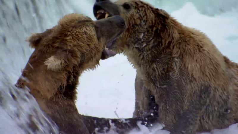 ¼ƬȻϵ 38  8 ֣ Nature Series 38 Part 8: Bears1080P-Ļ/Ļ