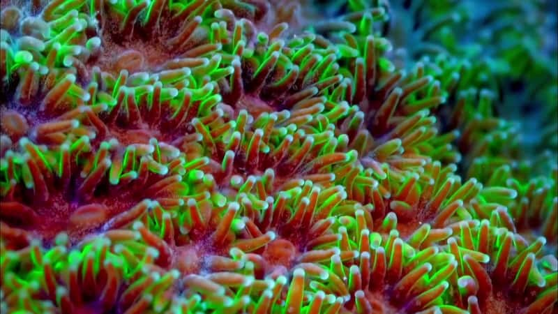 纪录片《珊瑚礁上的生活 (PBS) Life on the Reef (PBS)》[无字][BT][1080P]资源下载