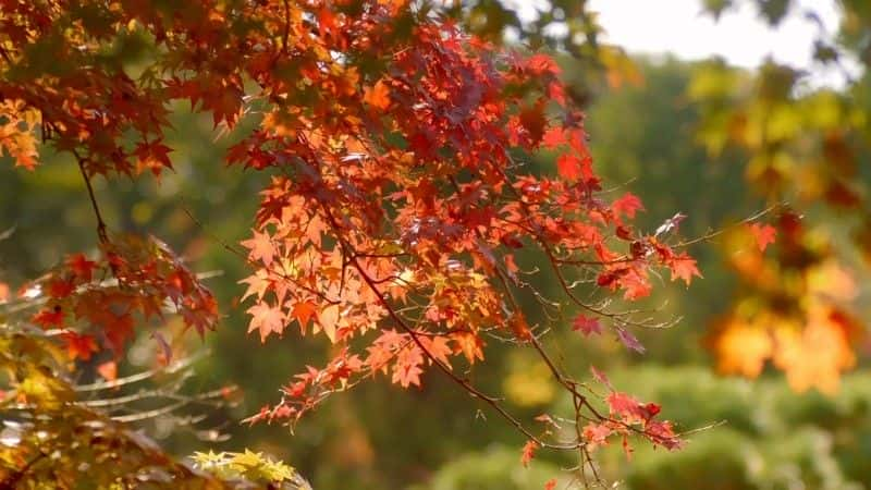 ¼Ƭձ԰ Japanese GardensĻ/Ļ