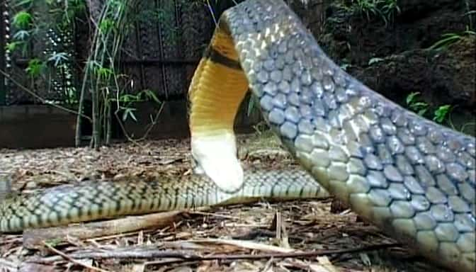 ¼Ƭ۾ߺ The King Cobra and IĻ/Ļ