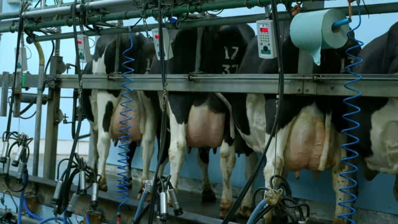 ¼Ƭڲ Inside the Factory: Yoghurt1080P-Ļ/Ļ