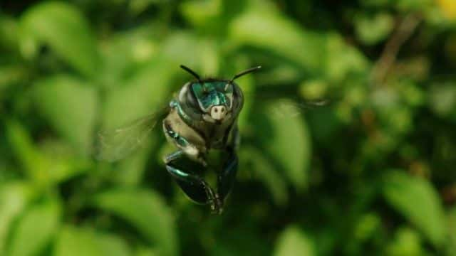 ¼Ƭī磺 (BBC) Mexico: Earth's Festival of Life (BBC)1080Pȫ1-Ļ/Ļ