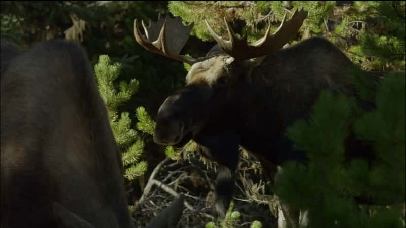 ¼Ƭ¹֦˵ Moose: Life of a Twig Eater1080P-Ļ/Ļ