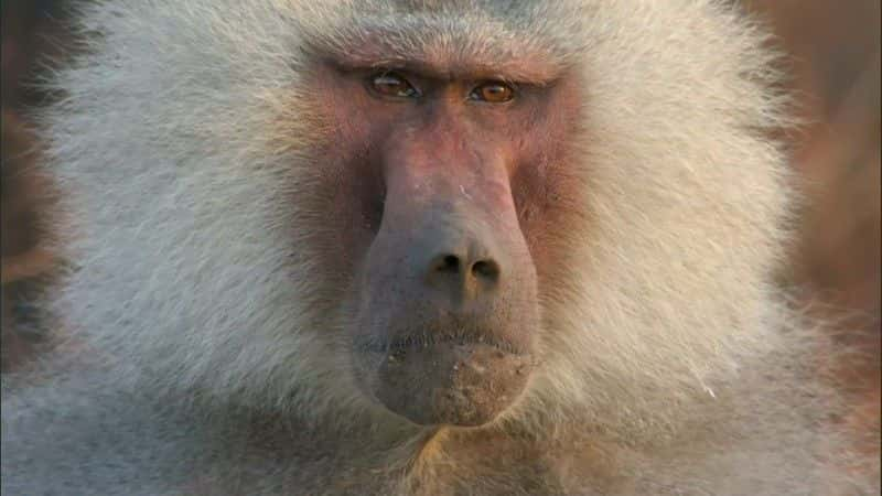 ¼Ƭһ (BBC 1080p) Living with Baboons (BBC 1080p)1080P-Ļ/Ļ