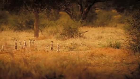 ¼Ƭè (BBC) The Meerkats (BBC)ȫ1-Ļ/Ļ