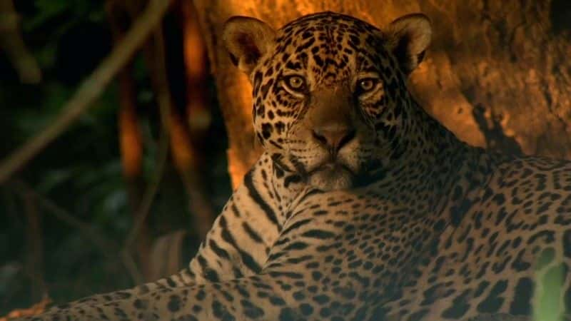 ¼Ƭ޻ӣĳè Jaguars: Brazil's Super Catsȫ1-Ļ/Ļ