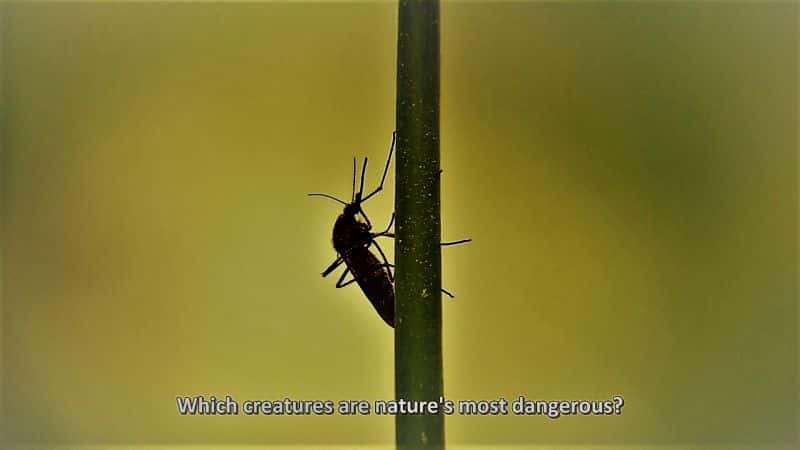 纪录片《大自然最危险 Nature's Most Dangerous》[无字][BT][1080P][720P]双画质资源下载