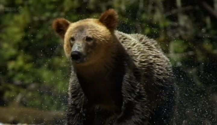 ¼ƬùĻ The Last Grizzly of Paradise Valleyȫ1-Ļ/Ļ