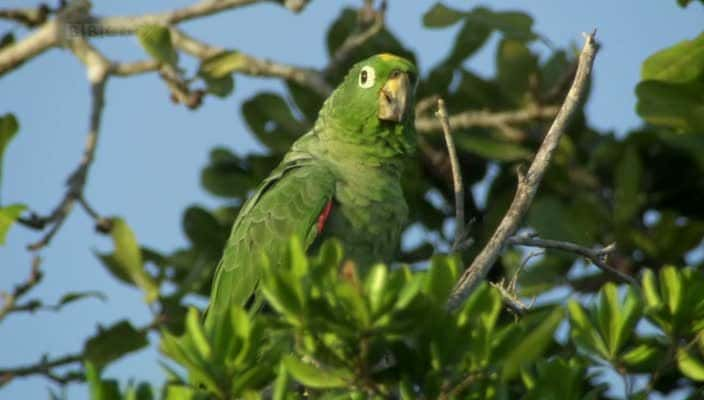 ¼Ƭŵƺʳӥ The Monkey-Eating Eagle of the Orinoco720Pȫ1-Ļ/Ļ