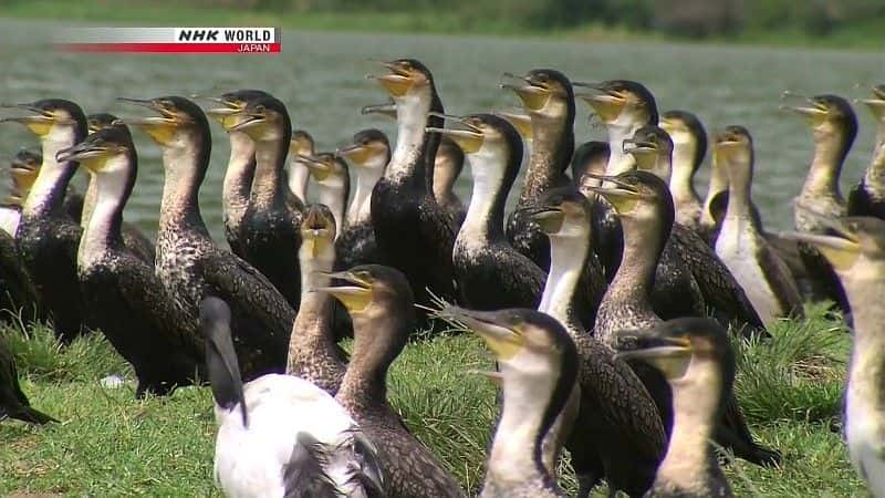 纪录片《卡津加频道：河马天堂 The Kazinga Channel: Hippo Paradise》[无字][BT][1080P]资源下载