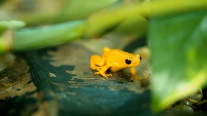 ¼ƬȻɾ Nature's Wonderlands Islands of Evolution: HawaiiĻ/Ļ