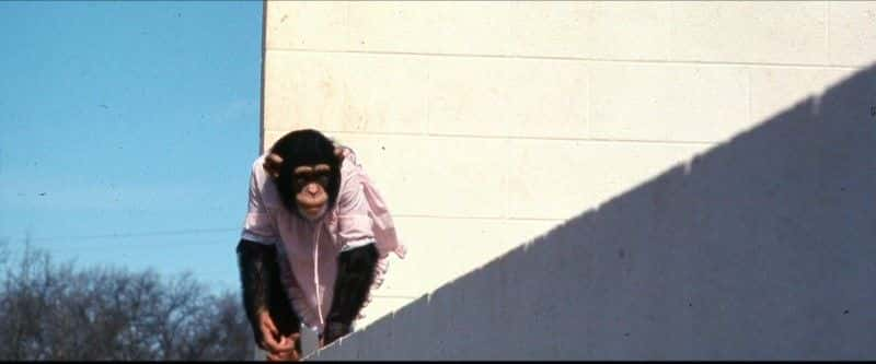 ¼Ƭ¶ Lucy, the Human Chimp1080Pȫ1-Ļ/Ļ