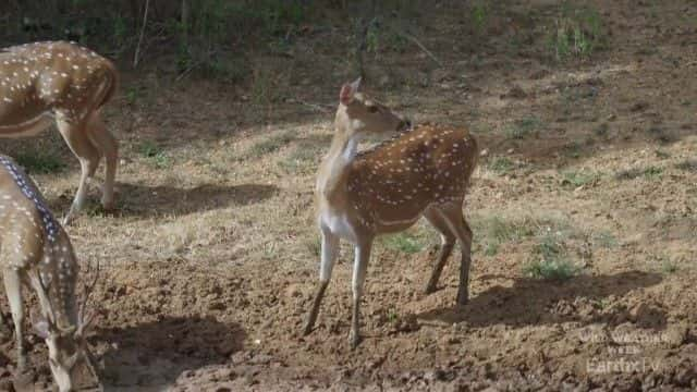 ¼ƬȻҴߣEarthxTV Nature's Survivors (EarthxTV)1080Pȫ1-Ļ/Ļ