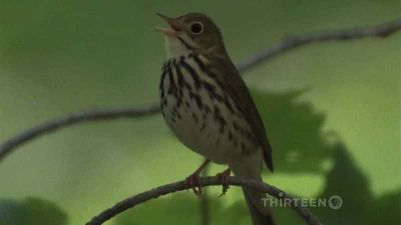 ¼ƬԼղķ˹¶ŰȡȻ John James Audubon : Drawn From NatureĻ/Ļ