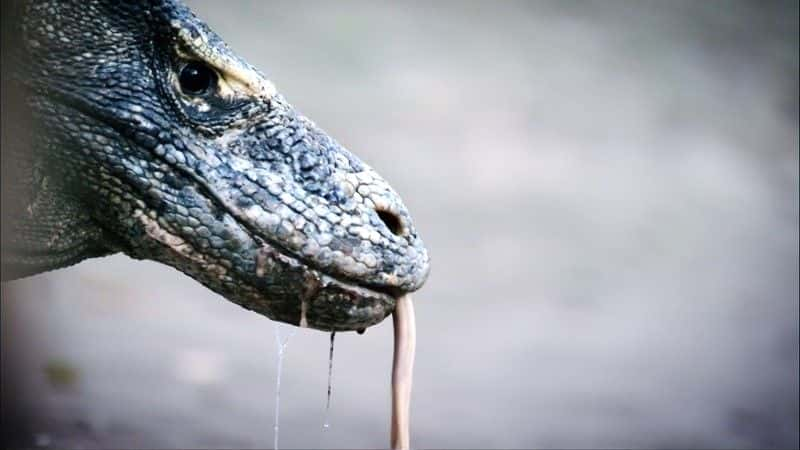 ¼ƬĪ᣺ (BBC 1080p) Komodo: Secrets of the Dragon (BBC 1080p)1080Pȫ1-Ļ/Ļ