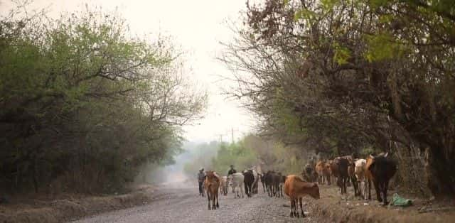 ¼Ƭ߶ѹڰĻ Inside El Salvador's Gang CrackdownĻ/Ļ