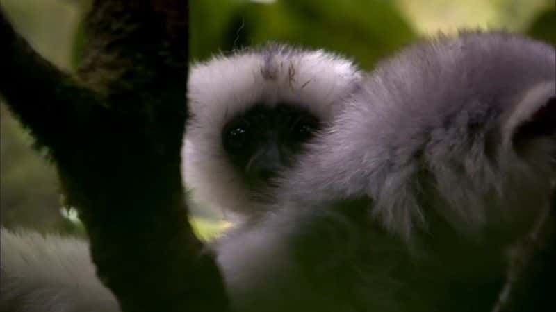 ¼Ƭ˹ӡͼ (BBC 1080p) Madagascar, Lemurs and Spies (BBC 1080p)1080Pȫ1-Ļ/Ļ