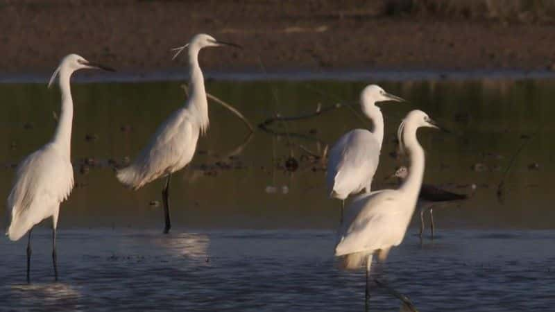 ¼Ƭе漣BBC Miracle in the Marshes of Iraq (BBC)1080Pȫ1-Ļ/Ļ