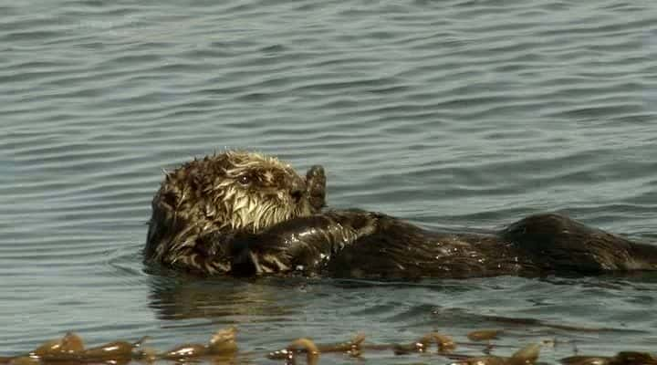 ¼ƬԪ̡ A Million Dollar Baby (Sea Otters)ȫ1-Ļ/Ļ