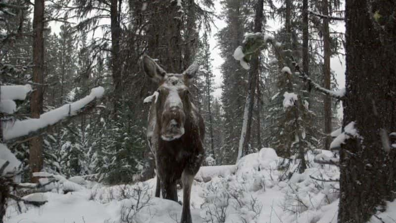 ¼Ƭʶ¹ (BBC) Meet the Moose Family (BBC)1080Pȫ1-Ļ/Ļ