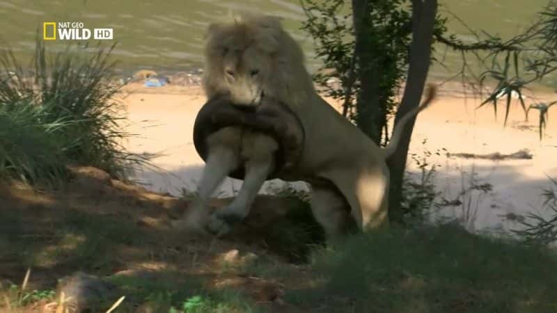 ¼Ƭġɭʨ Kevin Richardson: The Lion WhispererĻ/Ļ