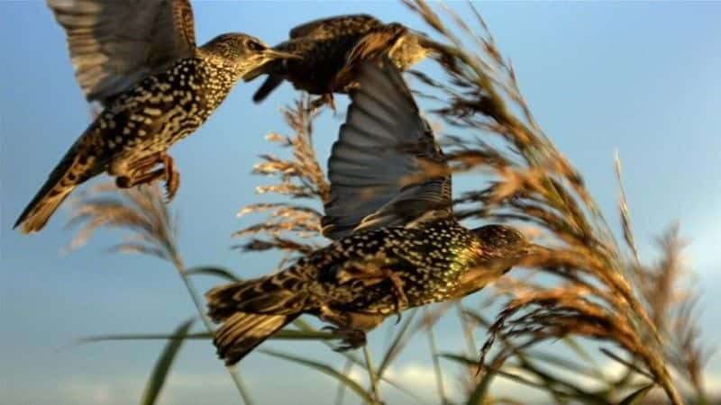 ¼ƬĿҰǿũ (BBC) Ireland's Wild River: The Mighty Shannon (BBC)1080Pȫ1-Ļ/Ļ