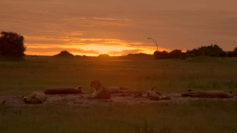 ¼ƬȻϵ 38  5 ֣¿꣺֮ӣ 2  Limbo Nature Series 38 Part 5: Okavango: River of Dreams :Episode 2 Limbo1080P-Ļ/Ļ